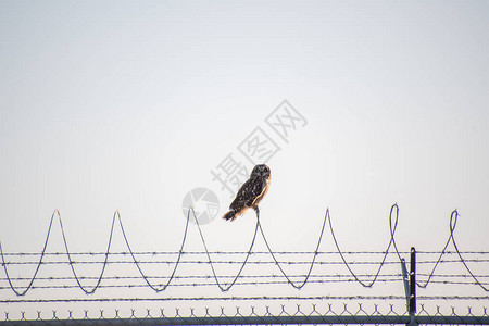 照片中短毛猫头鹰在围栏上冲刺图片