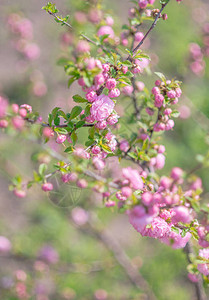 春公园中盛开的樱桃树粉红花图片