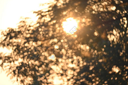 日光照亮的阳光在早晨闪耀在树图片