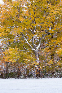 一棵美丽的树仍然穿着黄色和的叶子在初秋雪暴雨图片