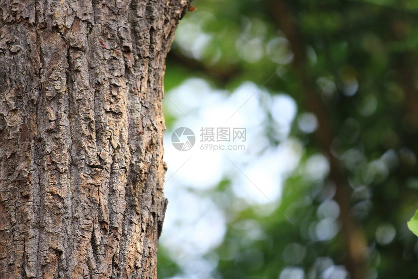 绿色自然背景bokeh关闭树的视野bokeh美容壁纸质图片