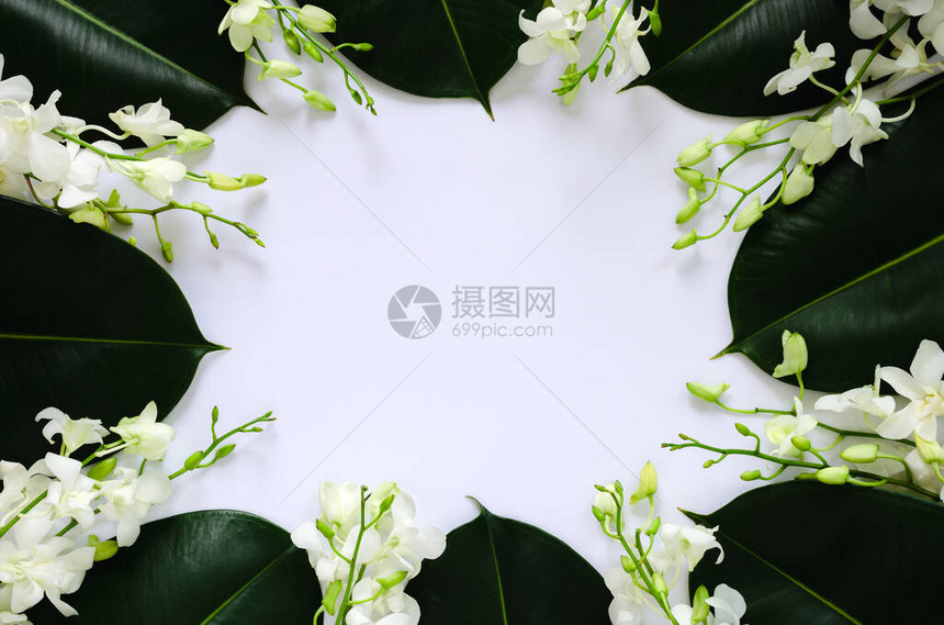 白兰花与橡胶树叶放在白色背景上图片