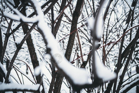 夹着雪的奇怪的树枝冬图片