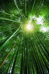 竹林绿色天然背景竹树图片