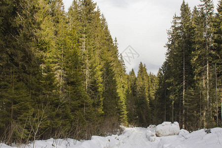 冬季喀尔巴阡山脉的森林道路图片