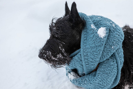 冰冻的苏格兰田鼠小狗坐在冬天的雪中图片