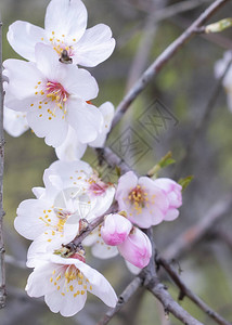 杏仁树的第一朵盛开的花朵图片