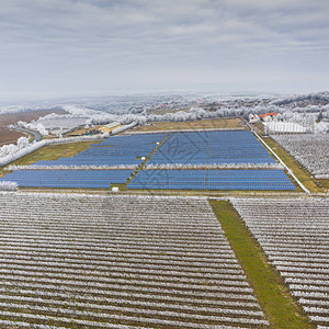 白薄片覆盖的冬季霜冻葡萄园景观用图片
