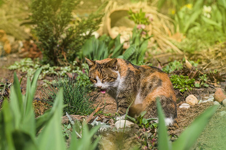 三色猫坐在草丛中三色猫用舌头舔好吃印花布猫坐在花园里图片