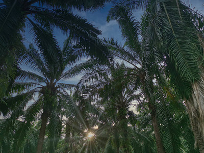 棕榈树叶的太阳光图片