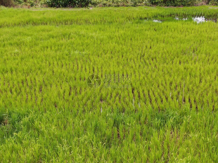 农夫在工作的稻田自上而下的鸟瞰图位于马来西亚砂拉越的Skuduk村稻田小屋树木和农图片