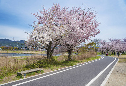 日本京都亚林山的樱花大路经久不图片