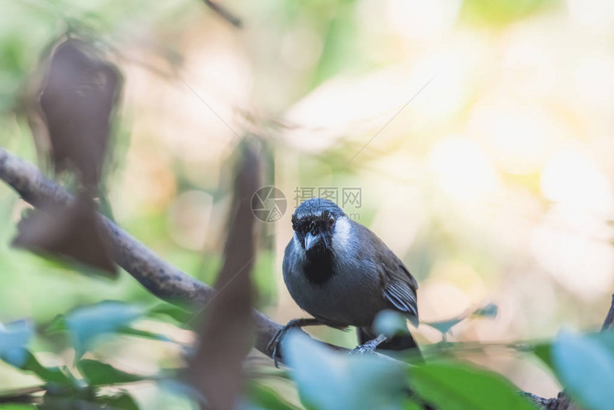 鸟黑喉加鲁拉丝普多尔希努斯是莱欧特里希迪德家族中的一种鸟类图片