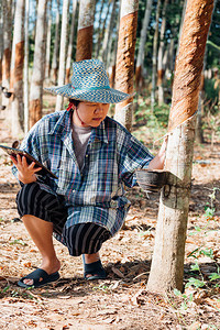 亚洲女聪明的农民学家在橡胶树种植园里很开心图片