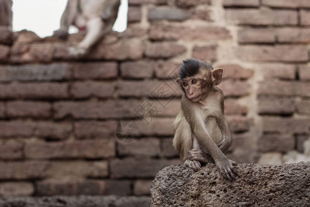 小猴子正坐在动物园里图片