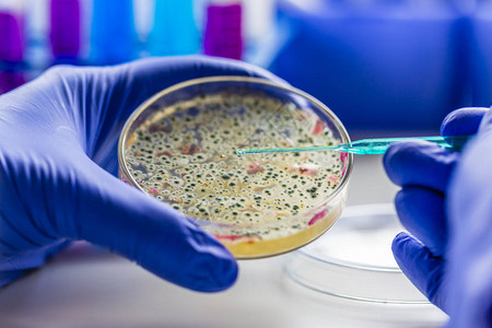 医学诊断实验室在微生物实验室培图片