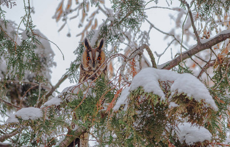 在寒冬日躲藏在雪树中的长生猫头鹰AsioO图片