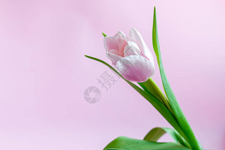 假期的粉红色郁金香花束图片