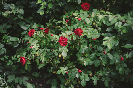 花园里盛开的红玫瑰丛玫瑰火烈鸟图片