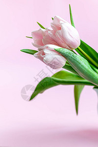 假期的粉红色郁金香花束图片