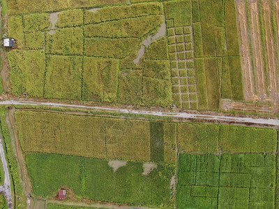 砂拉越灌溉种植的高清图片