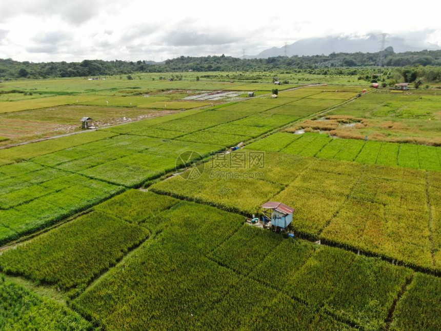 农民在工作位于马来西亚砂拉越的Skuduk村稻田小屋树木和农图片