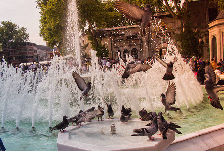 口渴的鸽子在炎热的白天在喷泉喝水图片