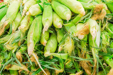 美国华盛顿州农贸市场上的一堆甜玉米新鲜采摘的生玉米在棒子上的图片