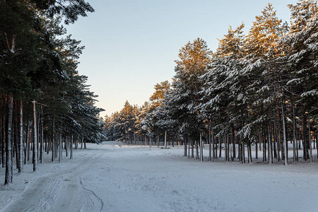 冬季森林中的雪覆盖了图片