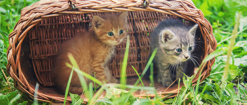 小猫是灰色和红色的有选择图片