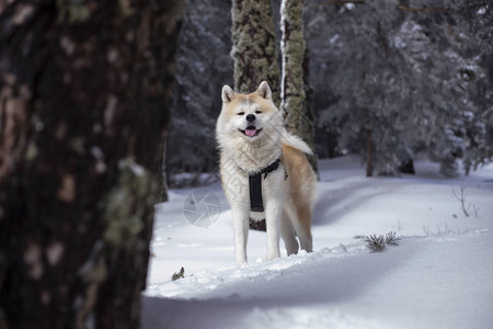 在雪地里是朋友的狗图片