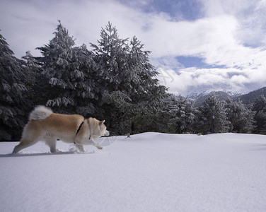 在雪地里是朋友的狗图片