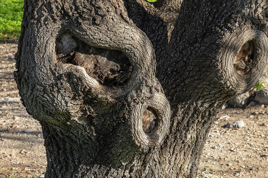 一棵老树的变形树图片