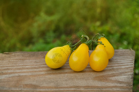 有机黄梨番茄番茄叫黄滴天然有机图片