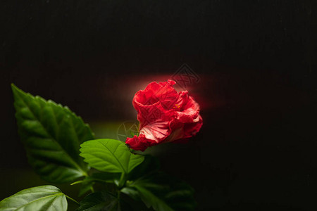 深色背景上的红芙蓉花图片