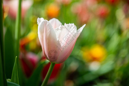 春天花园里五颜六色的郁金香图片
