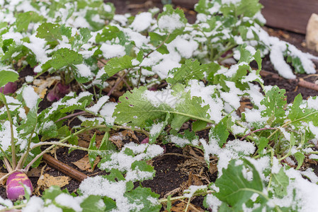 在美国德克萨斯州达拉斯附近的雪盖下图片