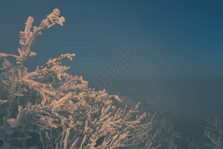 冷冻树木的枝条冰雪与图片