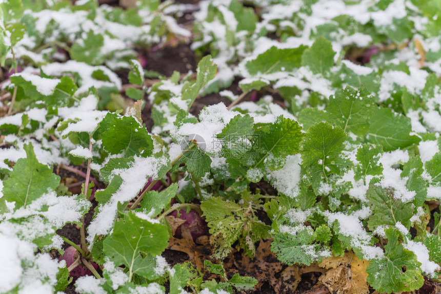 美国得克萨斯州达拉斯附近积雪覆盖下的高架床花园中生长的特写大头菜图片