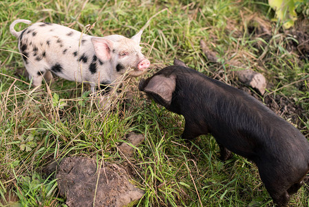 黑白小猪在草地上图片
