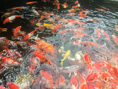 锦鲤鱼在水族馆游泳花式鲤鱼高清图片