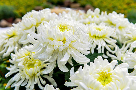 一朵盛开的大白菊图片