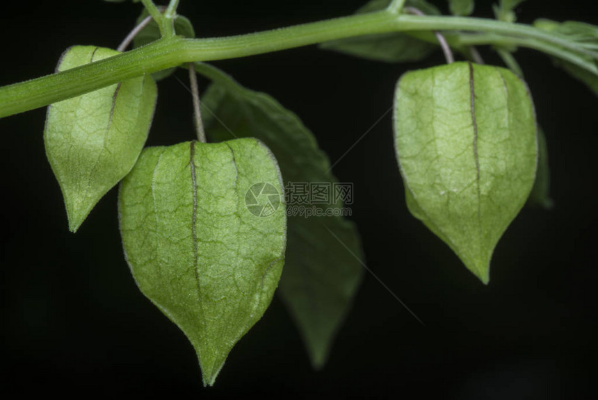 绿色新鲜的青绿新植图片