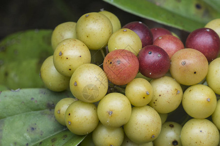 野生成熟菝葜zeylanica水果图片