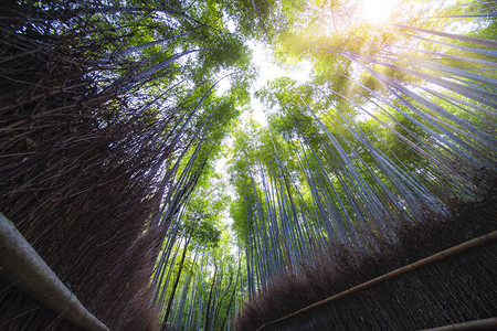日本京都arashiyama图片