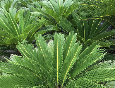 棕榈树的锋利叶子图片