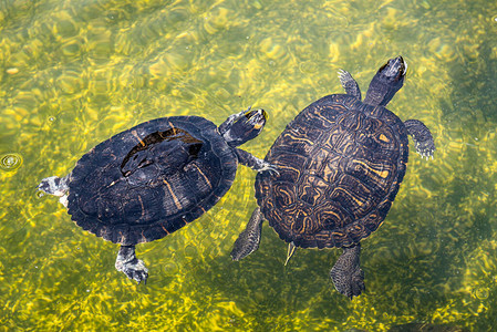 一群小乌龟在水中图片