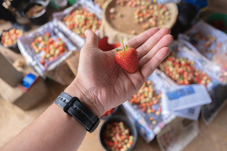 来自泰国清迈当地有机农场的雄手新鲜草莓鲜草莓图片