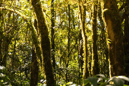 天然森林的模糊背景温暖阳光照耀着图片
