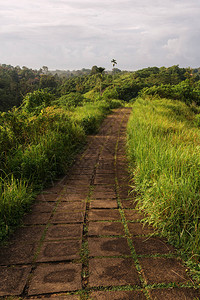 印度尼西亚巴厘岛乌布坎普罕山脊步道的早晨山坡谷绿草丛生的明亮多彩草地图片